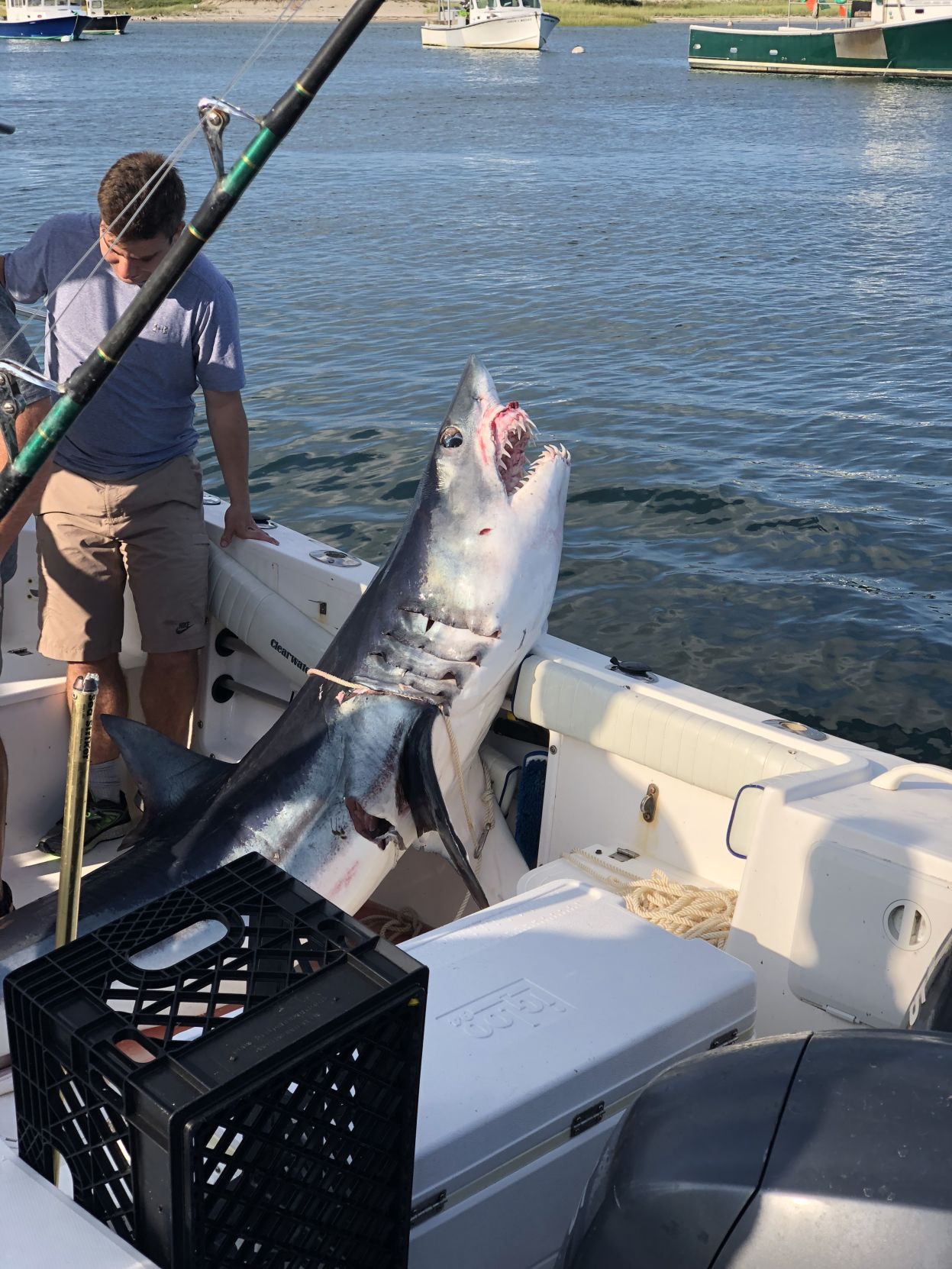 Mako shark at Chatham Fish Pier.jpg